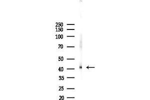 Western blot analysis of lysates from Mouse liver, using PDH Antibody at 1/1000 dilution.