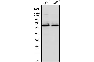 Western blot analysis of Occludin/OCLN using anti-Occludin/OCLN antibody (ABIN7601995).