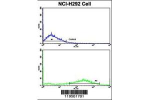 Flow cytometric analysis of NCI-H292 cells using Fascin Antibody (bottom histogram) compared to a negative control cell (top histogram). (Fascin antibody  (AA 322-350))