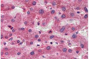 Human Liver: Formalin-Fixed, Paraffin-Embedded (FFPE) (CREB3L1 antibody  (AA 497-509))