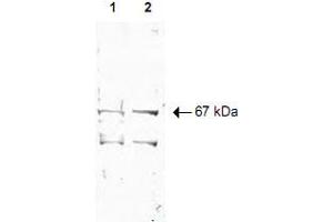 Western blot using Nrf1 polyclonal antibody  shows detection of a 67 KDa band corresponding to human Nrf1 in a (Lane 1) HeLa nuclear extract and (Lane 2) whole cell lysate (molecular weight marker not shown).