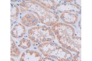 Used in DAB staining on fromalin fixed paraffin- embedded kidney tissue (RNLS antibody  (AA 18-180))