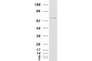 Validation with Western Blot (ENOX1 Protein (Transcript Variant 1) (Myc-DYKDDDDK Tag))