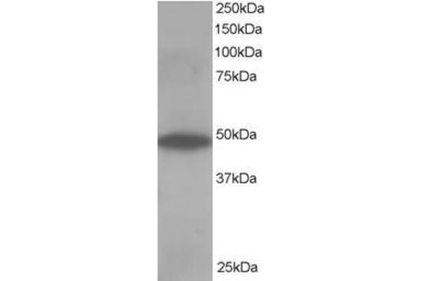 OSBPL1A antibody  (C-Term)