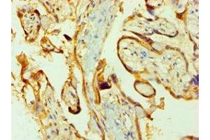Immunohistochemistry of paraffin-embedded human placenta tissue using ABIN7162798 at dilution of 1:100 (PPIB antibody  (AA 34-216))