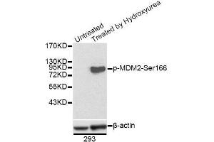 Western blot analysis of extracts of 293 cells, using Phospho-MDM2-S166 antibody (ABIN5969918). (MDM2 antibody  (pSer166))