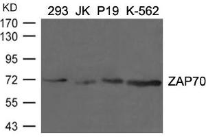 Western blot analysis of extracts from 293, JK, p19 and K-562 cells using ZAP70(Ab-292) Antibody. (ZAP7 (AA 288-292) antibody)