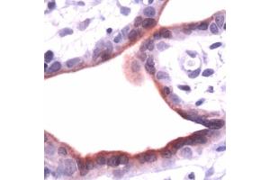 Human placenta stained with anti-ANXA1 (Annexin a1 antibody  (N-Term))