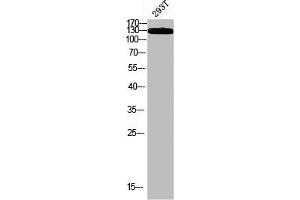 Western blot analysis of 293T using p-IRS-1 (S323) antibody. (IRS1 antibody  (pSer323))