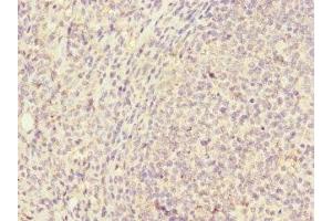 Immunohistochemistry of paraffin-embedded human tonsil tissue using ABIN7147155 at dilution of 1:100 (Fc gamma RII (CD32) (AA 36-229) antibody)