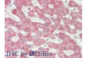 IHC-P analysis of Human Liver Tissue, with HE staining. (IFNB1 antibody  (AA 22-187))