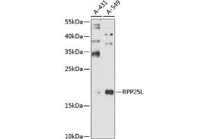 Western blot analysis of extracts of various cell lines, using RPP25L antibody (ABIN6131473, ABIN6147178, ABIN6147179 and ABIN6225234) at 1:1000 dilution. (RPP25L antibody  (AA 1-163))