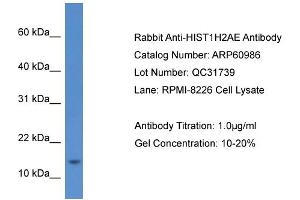 Western Blotting (WB) image for anti-Histone Cluster 1, H2ae (HIST1H2AE) (Middle Region) antibody (ABIN2788645) (HIST1H2AE antibody  (Middle Region))
