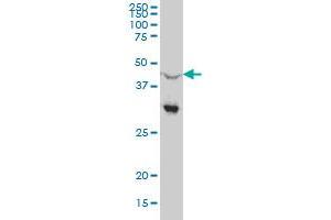Western Blotting (WB) image for anti-Nuclear Receptor Subfamily 0, Group B, Member 1 (NR0B1) (AA 361-470) antibody (ABIN513190)