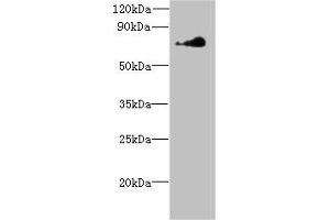 Western blot All lanes: NEK11 antibody at 7 μg/mL + Hela whole cell lysate Secondary Goat polyclonal to rabbit at 1/10000 dilution Predicted band size: 75, 55, 56, 69 kDa Observed band size: 75 kDa (NEK11 antibody  (AA 245-482))