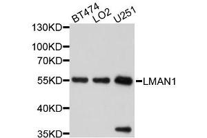 Western blot analysis of extracts of various cell lines, using LMAN1 antibody. (LMAN1 antibody  (AA 270-480))