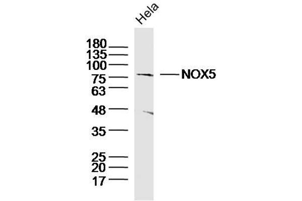 NOX5 抗体  (AA 501-600)