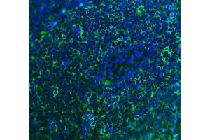 IF analysis of Cd2 using anti-Cd2 antibody (ABIN7600738). (CD2 antibody  (AA 23-201))