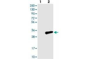 Western blot analysis of Lane 1: Negative control (vector only transfected HEK293T lysate), Lane 2: Over-expression Lysate (Co-expressed with a C-terminal myc-DDK tag (~3. (C7orf29 antibody)