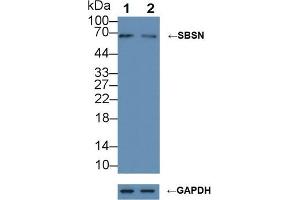 anti-Suprabasin (SBSN) (AA 434-590) antibody