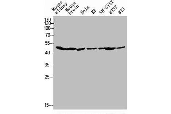 GPR173 antibody  (Internal Region)
