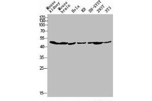 Western blot analysis of Mouse-kidney mouse-brain HELA KB SH-SY5Y 293T 3T3 lysis using GPR173 antibody.