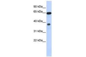 Image no. 1 for anti-Regulator of Chromosome Condensation 2 (RCC2) (AA 431-480) antibody (ABIN6741402) (RCC2 antibody  (AA 431-480))