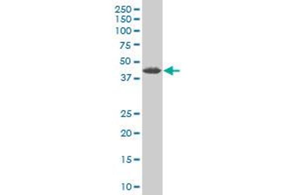 ZNF265 antibody  (AA 1-106)