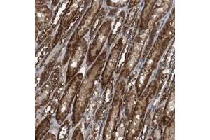 Immunohistochemical staining of human kidney with NAPEPLD polyclonal antibody  shows strong cytoplasmic positivity in tubular cells at 1:50-1:200 dilution. (NAPEPLD antibody)