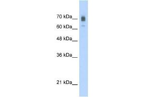 KIF22 antibody used at 2. (KIF22 antibody  (C-Term))