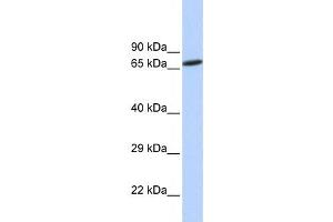 Western Blotting (WB) image for anti-Zinc Finger Protein 571 (ZNF571) antibody (ABIN2458186) (ZNF571 antibody)
