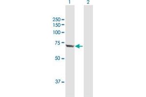 Western Blot analysis of HSPA2 expression in transfected 293T cell line by HSPA2 MaxPab polyclonal antibody. (HSPA2 antibody  (AA 1-639))