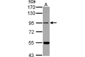 Western Blotting (WB) image for anti-Methionyl-tRNA Synthetase 2, Mitochondrial (MARS2) (N-Term) antibody (ABIN1494048) (MARS2 antibody  (N-Term))