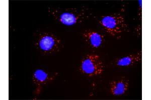 Proximity Ligation Assay (PLA) image for anti-Signal Transducer and Activator of Transcription 1, 91kDa (STAT1) (AA 1-712) antibody (ABIN520535)