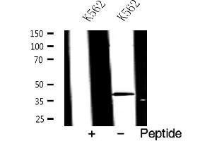 Western blot analysis of JunD expression in K562 whole cell lysates,The lane on the left is treated with the antigen-specific peptide. (JunD antibody)