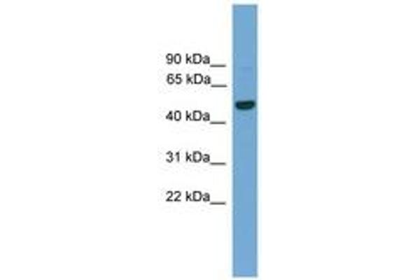 GRAMD3 antibody  (AA 201-250)