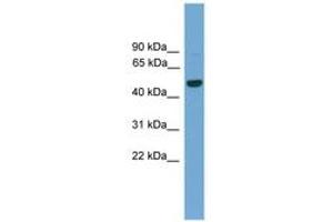 Image no. 1 for anti-GRAM Domain Containing 3 (GRAMD3) (AA 201-250) antibody (ABIN6745582) (GRAMD3 antibody  (AA 201-250))
