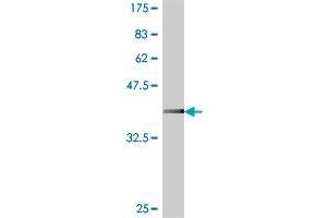 Western Blot detection against Immunogen (37. (RPS20 antibody  (AA 20-119))