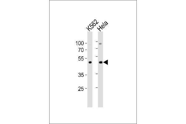 BAF53A antibody  (C-Term)