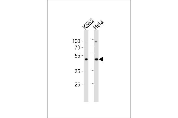 BAF53A 抗体  (C-Term)