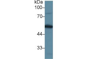 Western Blot; Sample: Mouse Testis lysate; Primary Ab: 1µg/ml Rabbit Anti-Mouse DBP Antibody Second Ab: 0. (Vitamin D-Binding Protein antibody  (AA 395-473))