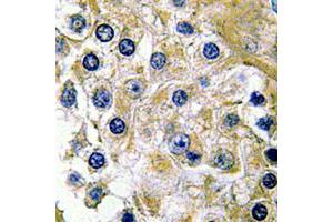 Immunohistochemical analysis of FX staining in human testis formalin fixed paraffin embedded tissue section. (FX (C-Term) antibody)