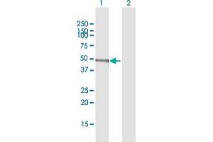 Western Blot analysis of PDHA1 expression in transfected 293T cell line by PDHA1 MaxPab polyclonal antibody. (PDHA1 antibody  (AA 1-390))