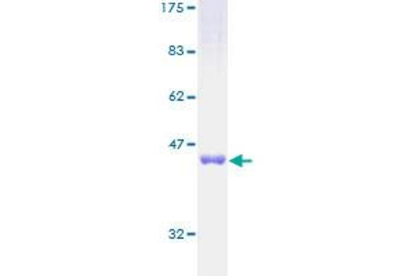 ARL2 Protein (AA 1-184) (GST tag)