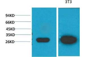 Western Blot (WB) analysis of 1)MCF7, 2) 3T3 with Galectin-3 Mouse Monoclonal Antibody diluted at 1:2000. (Galectin 3 antibody)