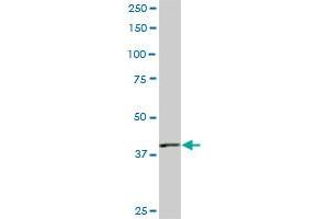 PBK monoclonal antibody (M04), clone 3F7. (PBK antibody  (AA 1-322))