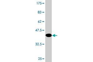 Western Blot detection against Immunogen (42.