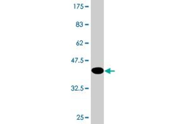 CALML3 antibody  (AA 1-149)