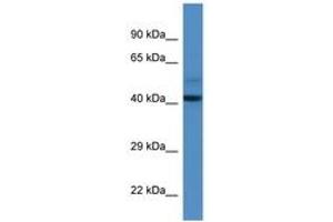 Image no. 1 for anti-DDB1 and CUL4 Associated Factor 7 (DCAF7) (N-Term) antibody (ABIN6746342) (DCAF7 antibody  (N-Term))