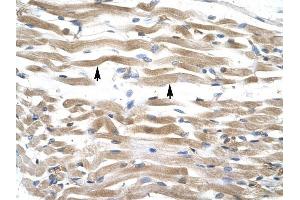 KIFC2 antibody was used for immunohistochemistry at a concentration of 4-8 ug/ml to stain Skeletal muscle cells (lndicated with Arrows) in Human Muscle. (KIFC2 antibody  (N-Term))